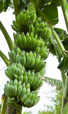 Green Bananas On A Tree Stock Image Green Bananas On A Tree Stock Image