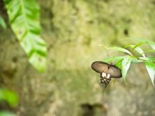Common Mormon Butterfly Royalty Free Stock Images Common Mormon Butterfly Royalty Free Stock Images