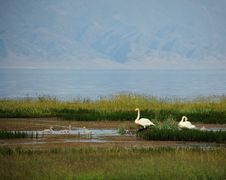 Swan Lake Wetlands Stock Images
