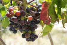 Beautiful Dark Grapes On Vine. Stock Photography Beautiful Dark Grapes On Vine. Stock Photography