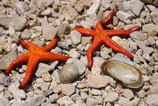 Two Starfish Seashell And On The Beach Royalty Free Stock Photo