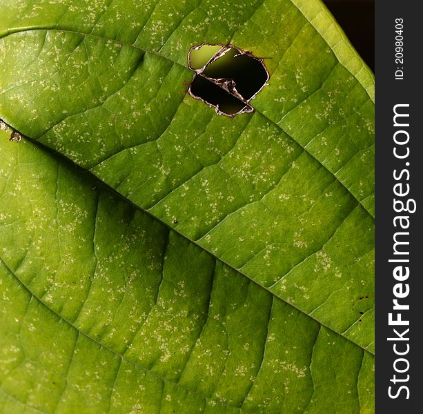 Close up of Green Leaf