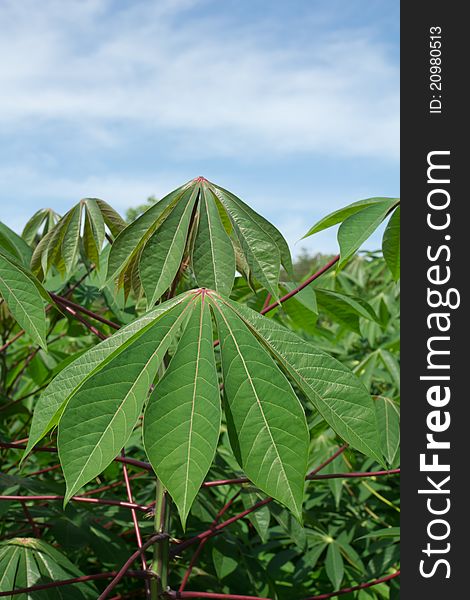 Cassava leaf and blue sky