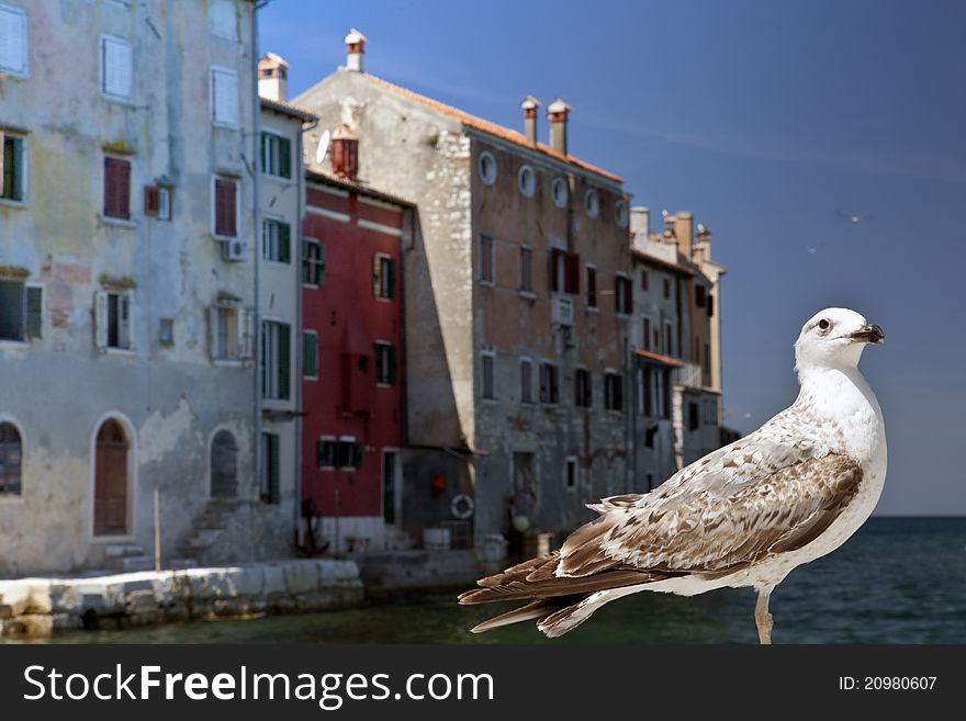 Rovinj Croatia and seagull