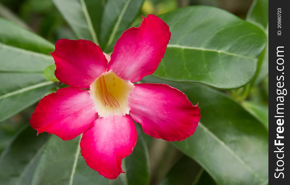 Pink impala lily and green leaf