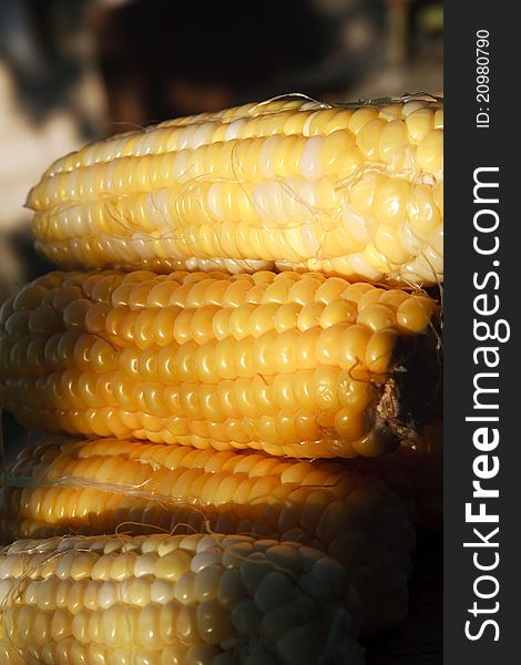 Macro corns in solar light at sunset