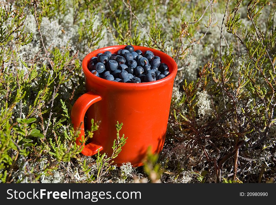 Red cup of blue berries around green grass. Red cup of blue berries around green grass