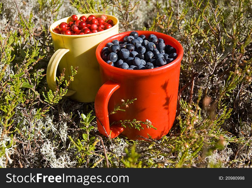 Cup of blueberry and cup of cowberry