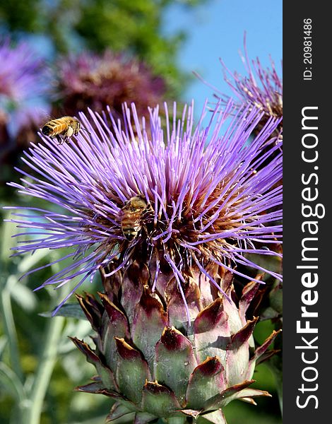 Honey bees on cardoon blossoms. Honey bees on cardoon blossoms