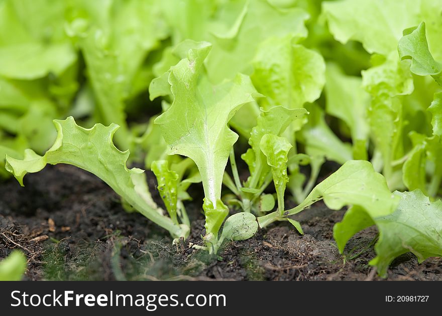 A ground view closeup of some young leafy green lettuce in the garden.