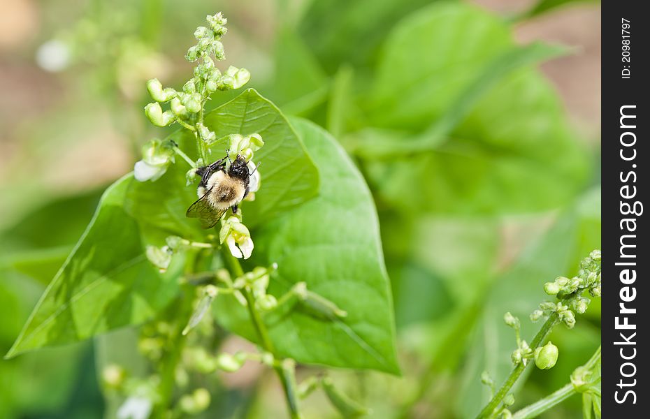 Bumblebee Pollinating Pepper Plant