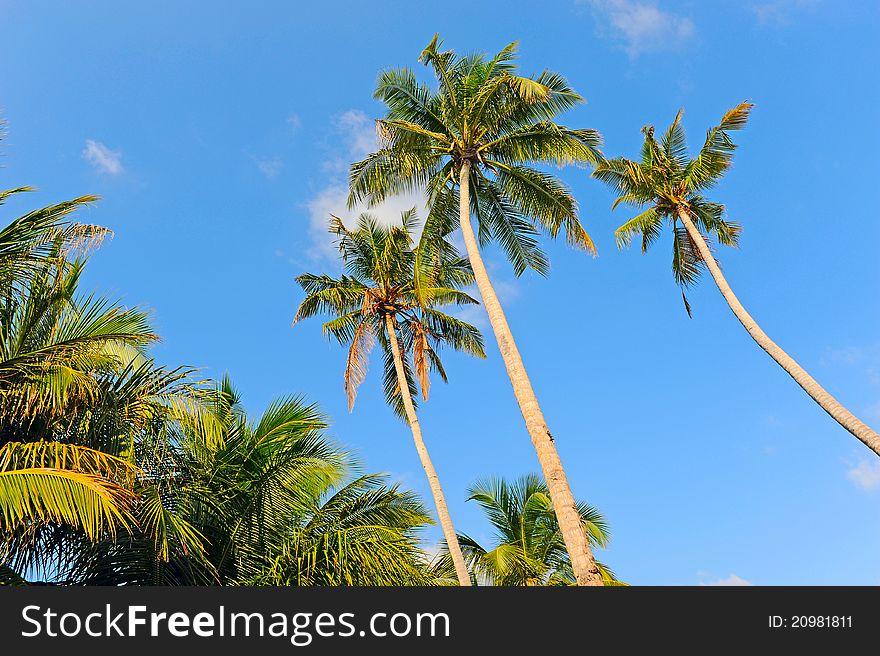 Palm Trees against the sky