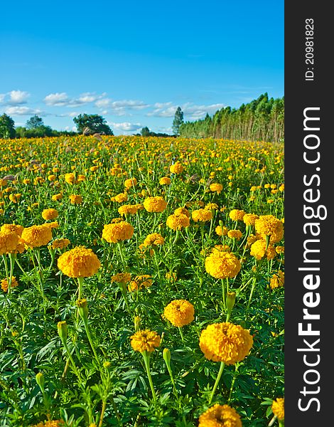 Marigold flower with blue sky background