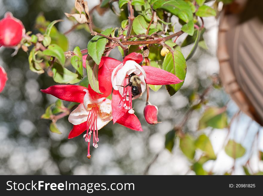 A macro of a bumblebee pollinating a hanging Fuchsia Flower. A macro of a bumblebee pollinating a hanging Fuchsia Flower.