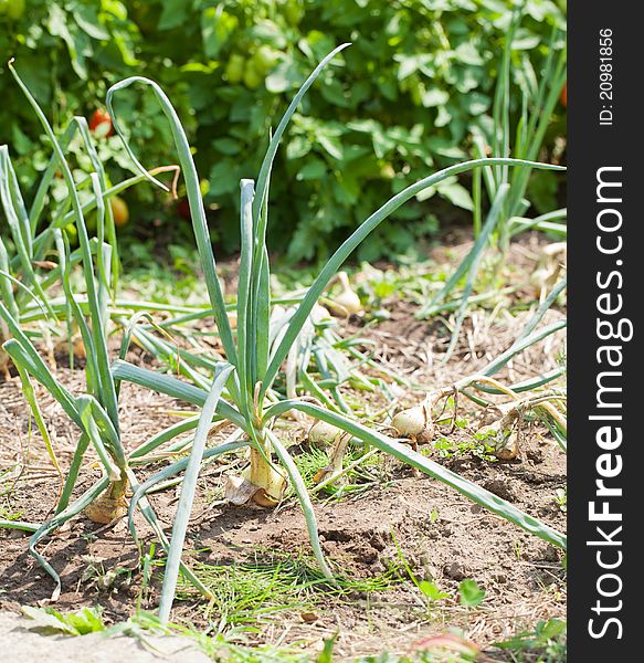 An angled view of the vegetable garden highlighting some onions in a row with tomato plants in the background. An angled view of the vegetable garden highlighting some onions in a row with tomato plants in the background.