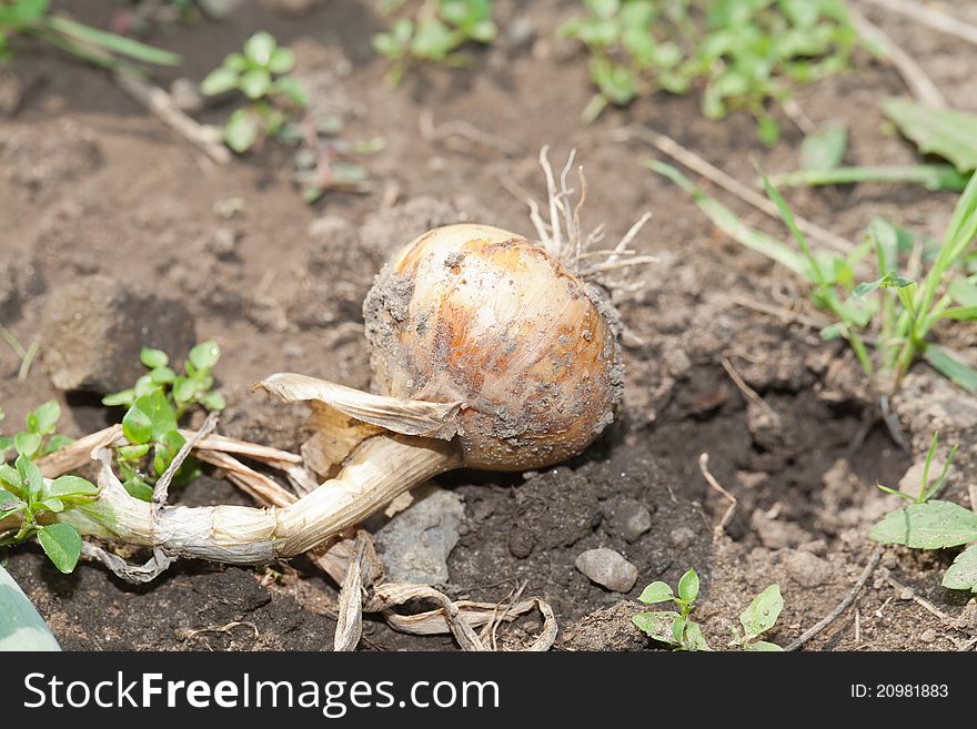 A closeup garden view of a pulled onion in the row with its roots exposed.