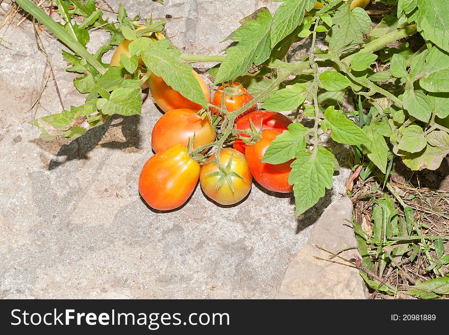 A top angle view of a vine of plum tomatoes ripening up in the sunlight on a field stone. A top angle view of a vine of plum tomatoes ripening up in the sunlight on a field stone.