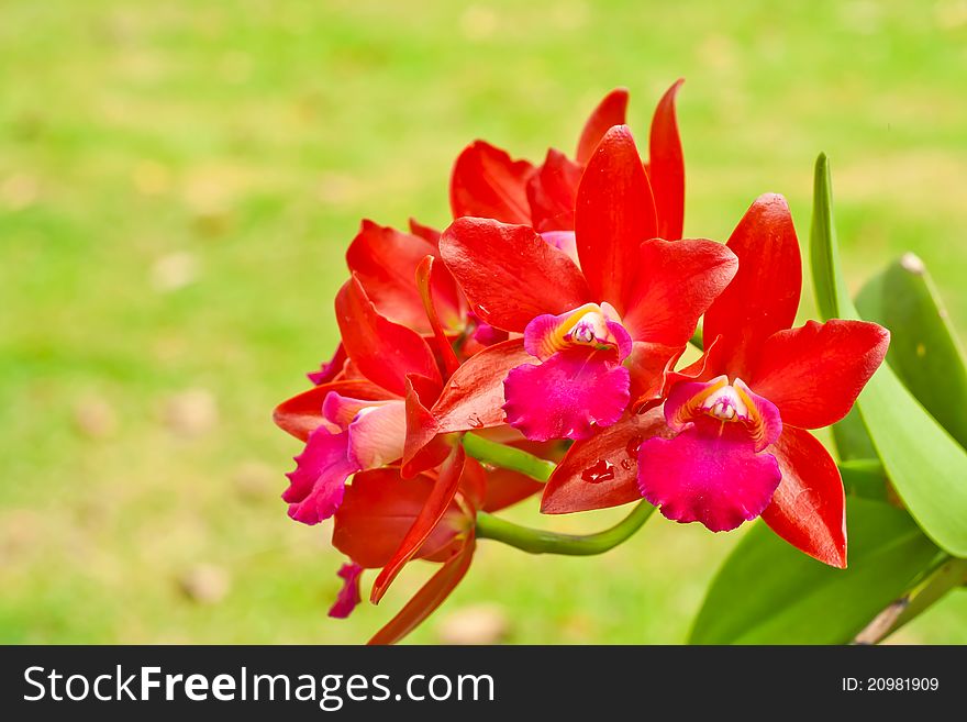 Red color orchid flowers with green background. Red color orchid flowers with green background