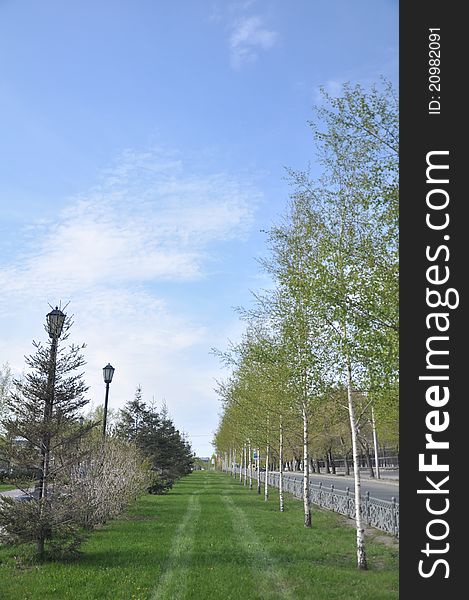 Green lane with birches and pine trees on sides