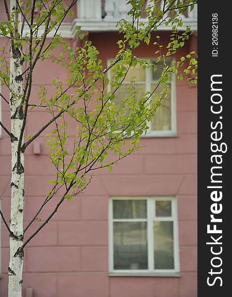 A think birch with a pink background. A think birch with a pink background