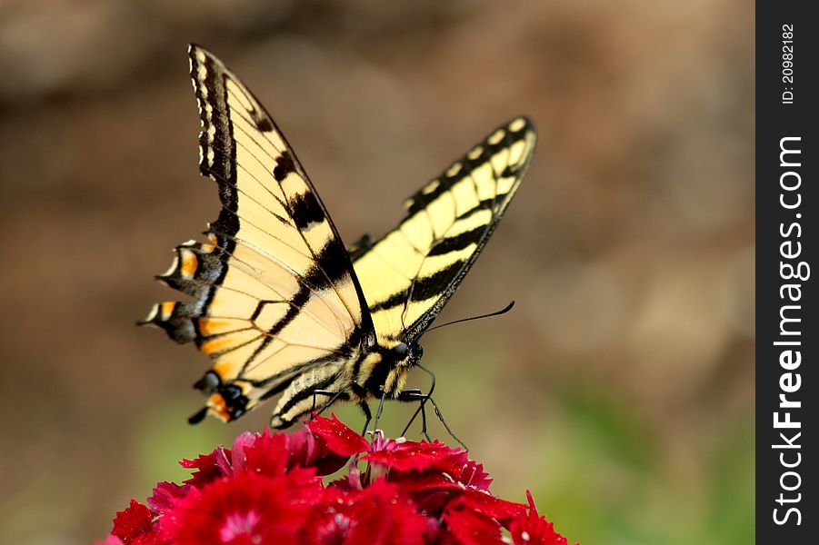 Eastern tiger swallowtail feeding in a buttefly garden on dianthus