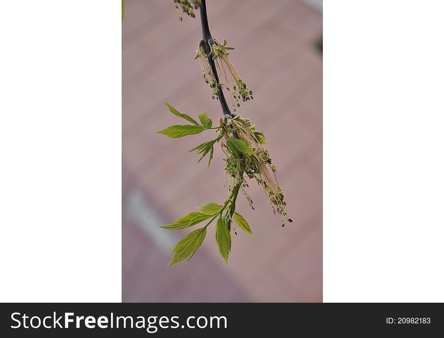 American maple's branch on a pink background