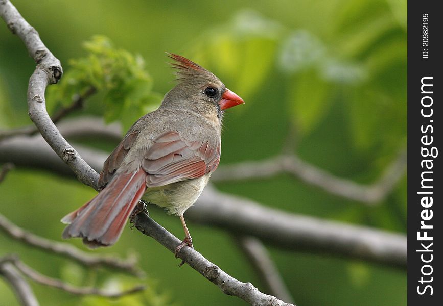 Female cardinal perch on a tree branch