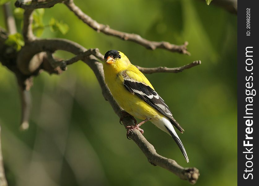 American goldfinch in Missouri Ozarks