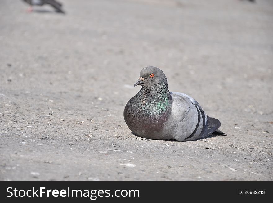 A pigeon resting on a ground. A pigeon resting on a ground