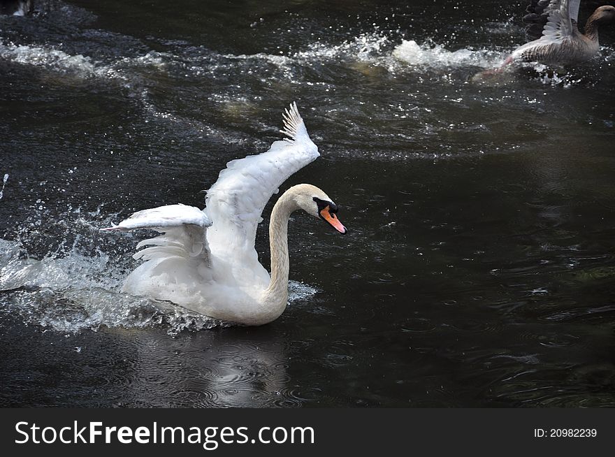 A swan has just jumped into water