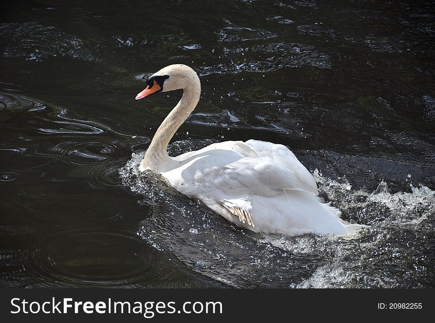 White swan swimming a pond. White swan swimming a pond