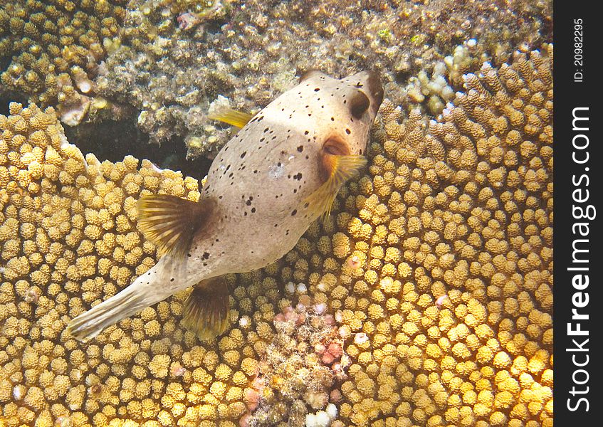 Puffer fish on the reef