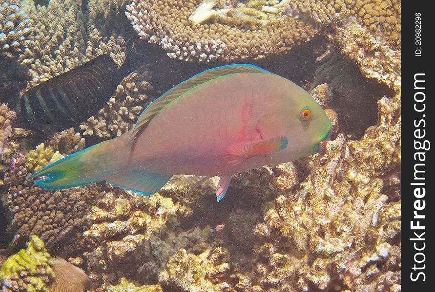 Parrot fish on coral reef