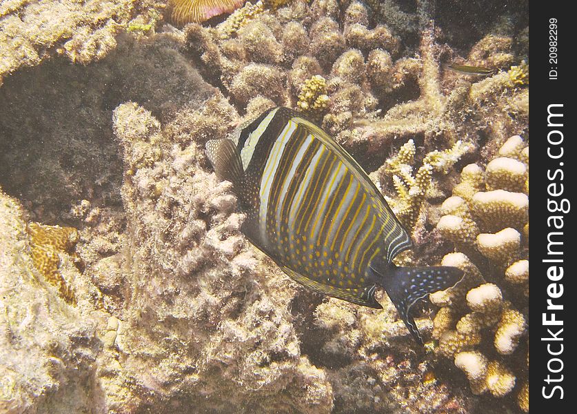 Butterfly fish on coral reef