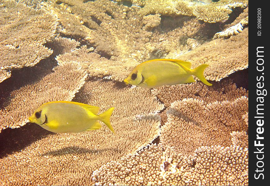 Butterfly fish on coral reef