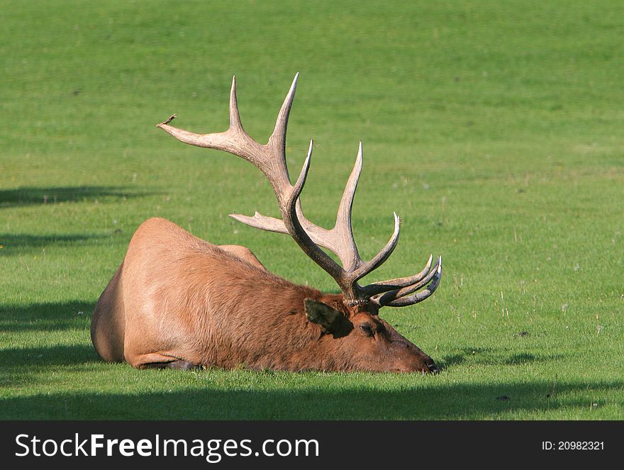 Bull elk snoozes in the fall sun. Bull elk snoozes in the fall sun