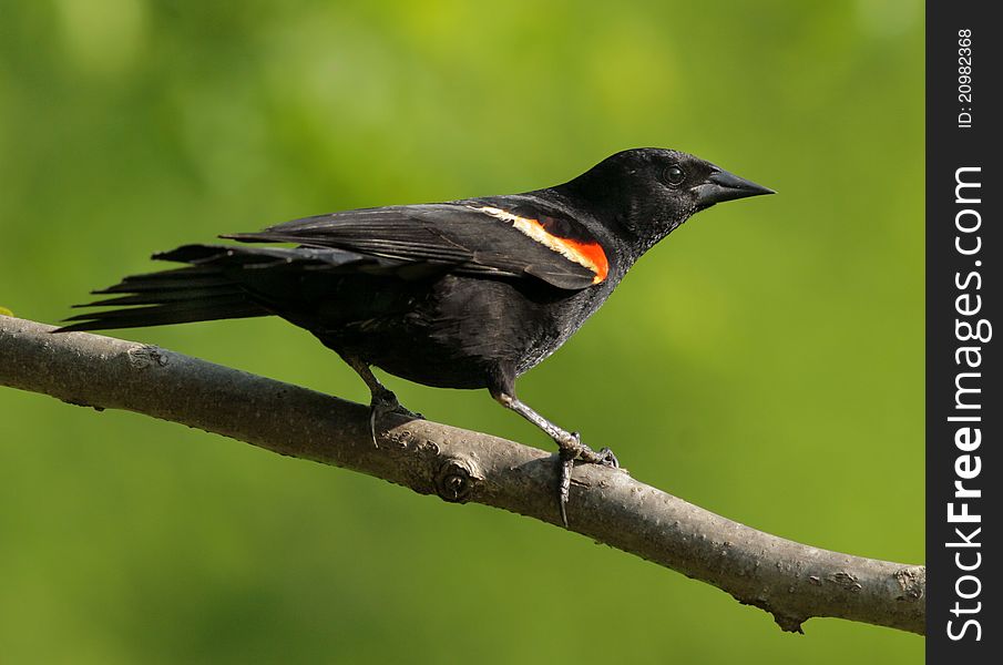 Red-winged blackbird perched in tree limb