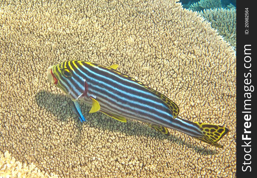 Yellow snappers fish on coral reef. Yellow snappers fish on coral reef