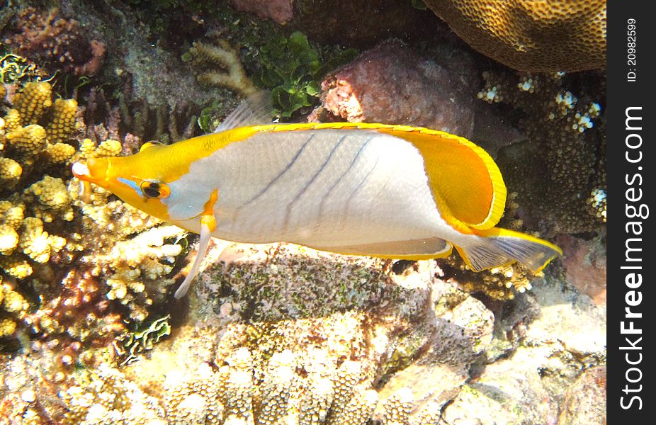 Yellowhead butterfly fish on coral reef. Yellowhead butterfly fish on coral reef