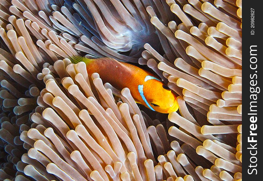 A nemone fish in the anemone. A nemone fish in the anemone