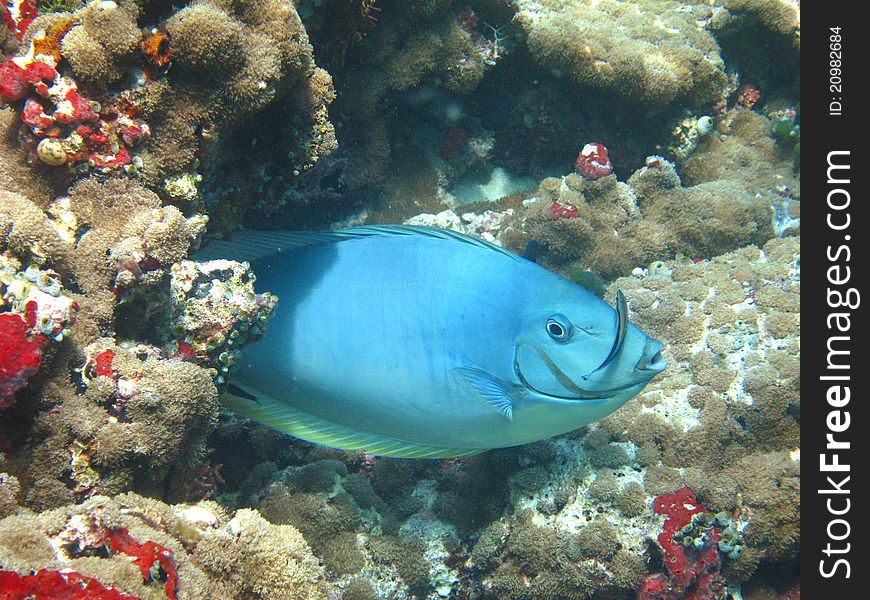 Oriental sweetlips fish on coral reef. Oriental sweetlips fish on coral reef