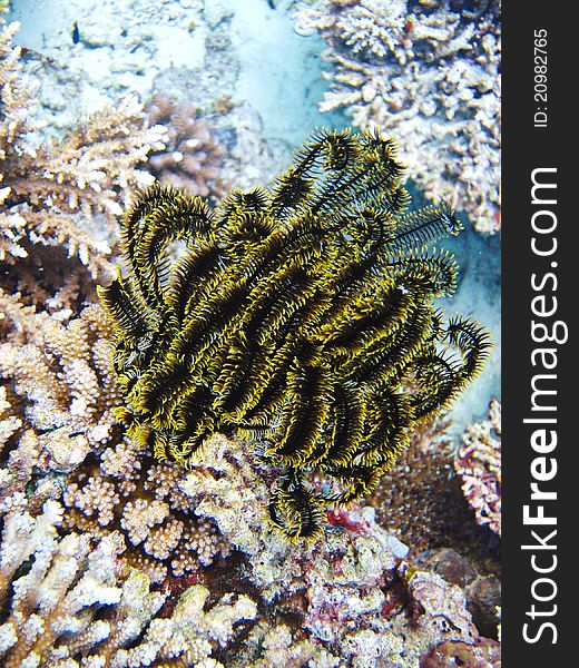 Sea Grass in the maldives ocean