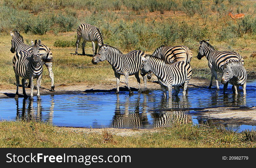 Zebra herd drinks at Botswana, Africa, waterhole. Zebra herd drinks at Botswana, Africa, waterhole