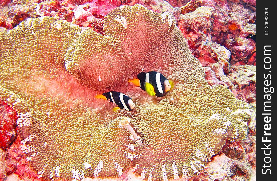 A nemone fish in the anemone. A nemone fish in the anemone