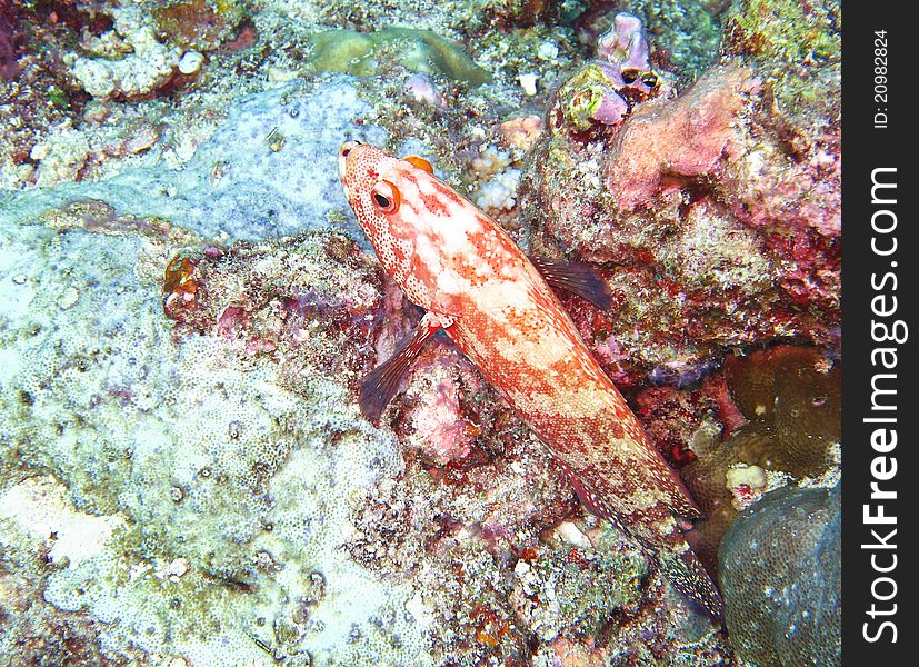 Duskyfin rock cod fish on coral reef