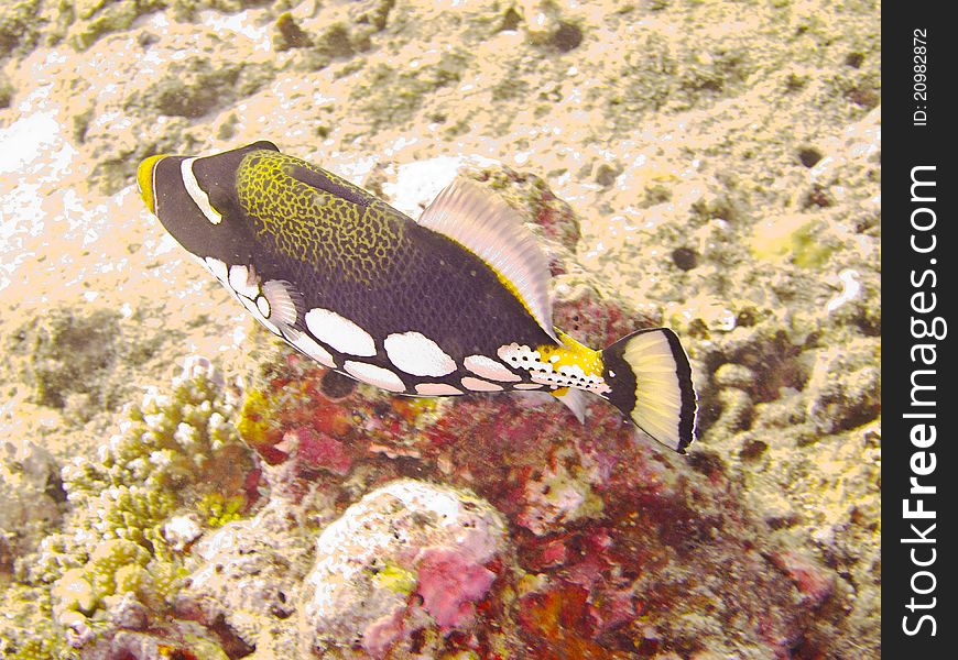 Puffer fish on the reef