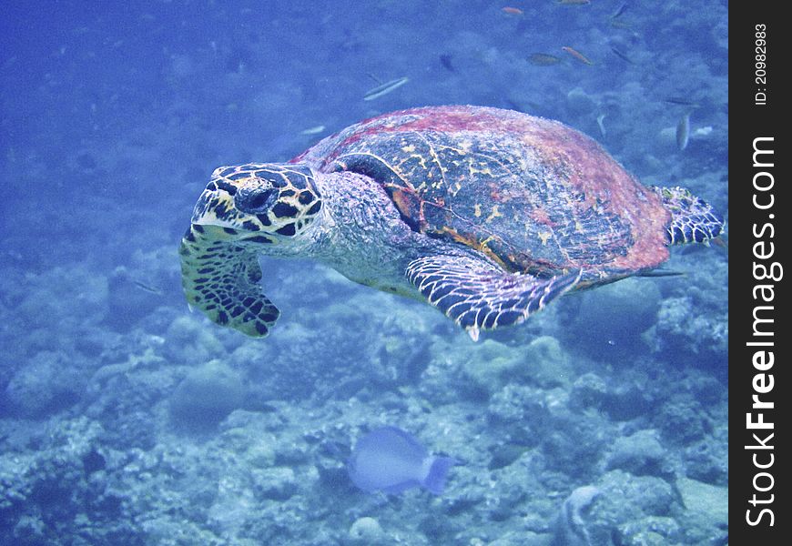 Sea turtle on coral reef. Sea turtle on coral reef