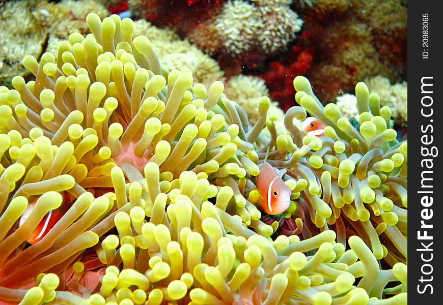 A nemone fish in the anemone. A nemone fish in the anemone