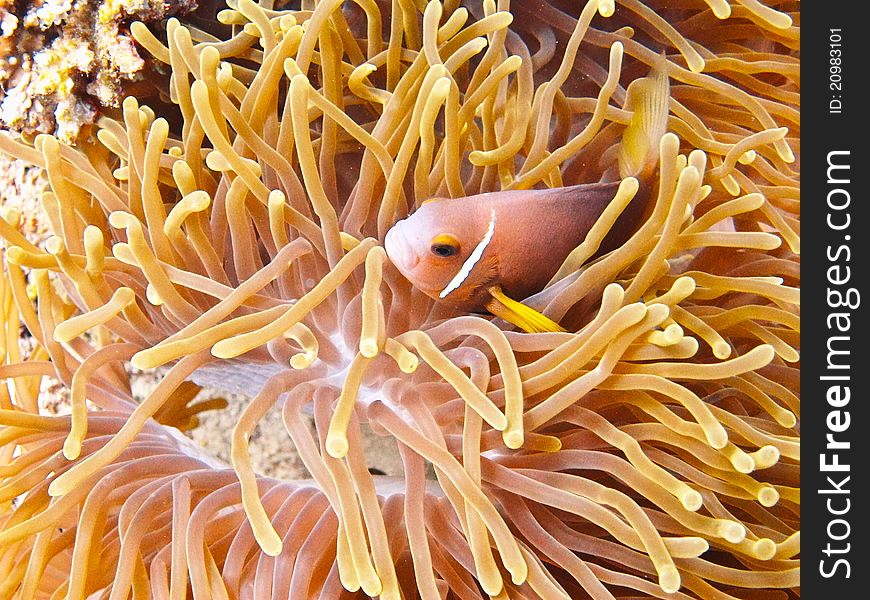 A nemone fish in the anemone. A nemone fish in the anemone
