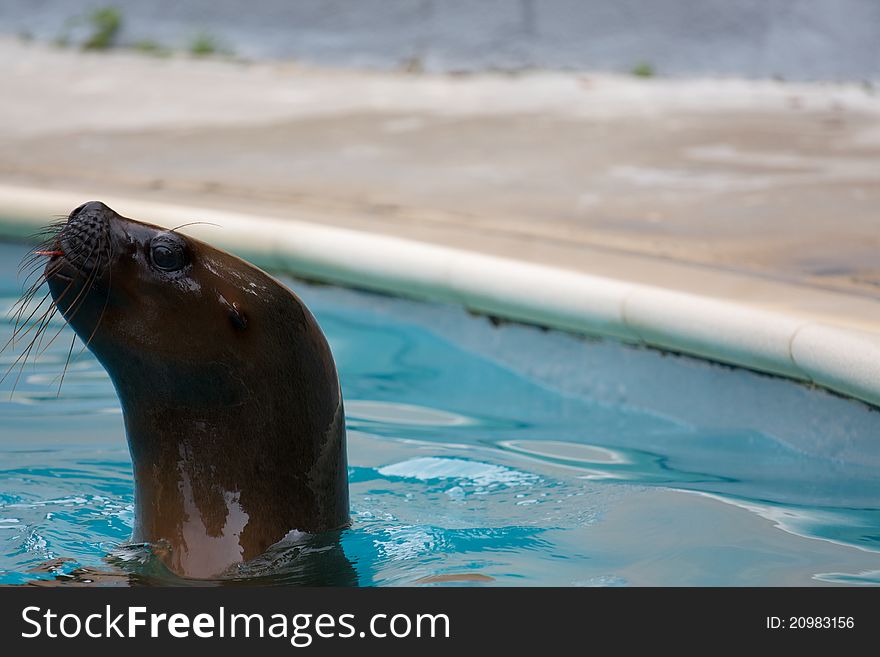 Sea lion swimming with a reg tongue. Sea lion swimming with a reg tongue